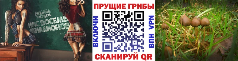 где найти наркотики  Миллерово  Галлюциногенные грибы GOLDEN TEACHER 